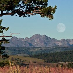 cats back seven devils 7 24 cats back seven devils 7 24