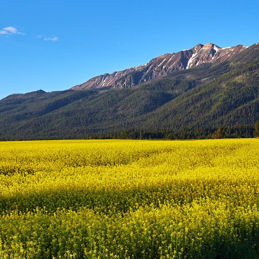 chier joseph mtn canola 7 3 chier joseph mtn canola 7 3