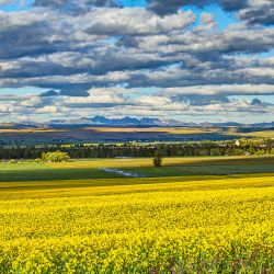 joseph devils canolia 1 6 23 joseph devils canolia 1 6 23