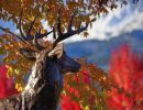 bronze deer cu fall