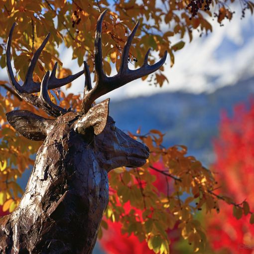 bronze deer cu fall bronze deer cu fall