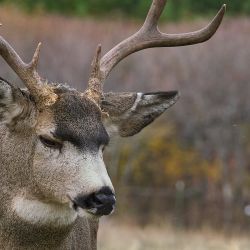 Mule Deer Buck 10-29-21
