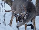 mule deer buck frost