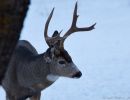 mule deer buck winter