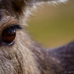 mule deer eye