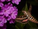 sphynx moth aug