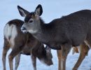 young mule deer winter
