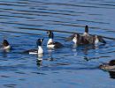 goldeneyes dancing wallowa lk 11 16 19