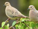 morning doves