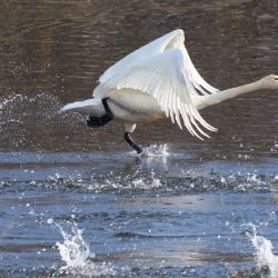tundra swans 3 14 21