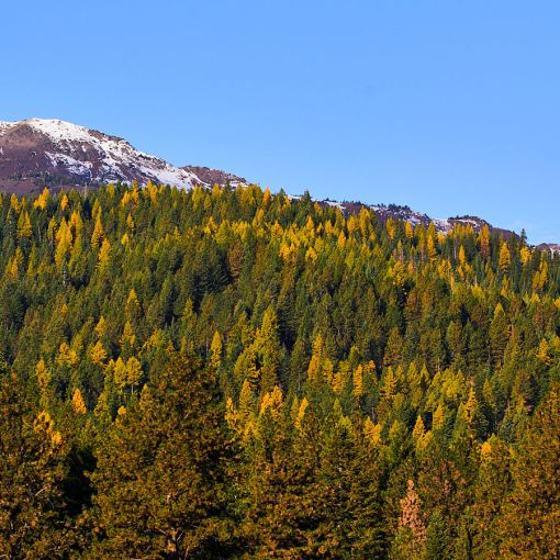 ruby peak fall yellow larch moon jd