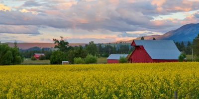 pine tree rd barn canola 6 29