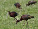 white faced ibis joseph digital 5 5 20